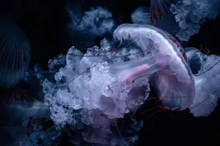 虜