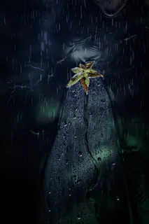 雨にも負けず