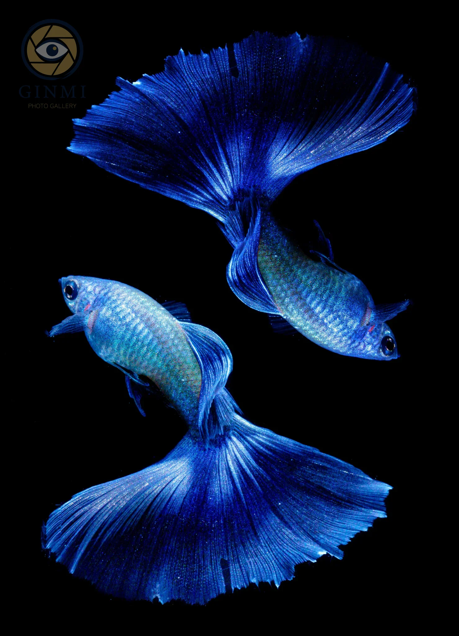 Blue Moscow Guppy