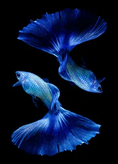 Blue Moscow Guppy