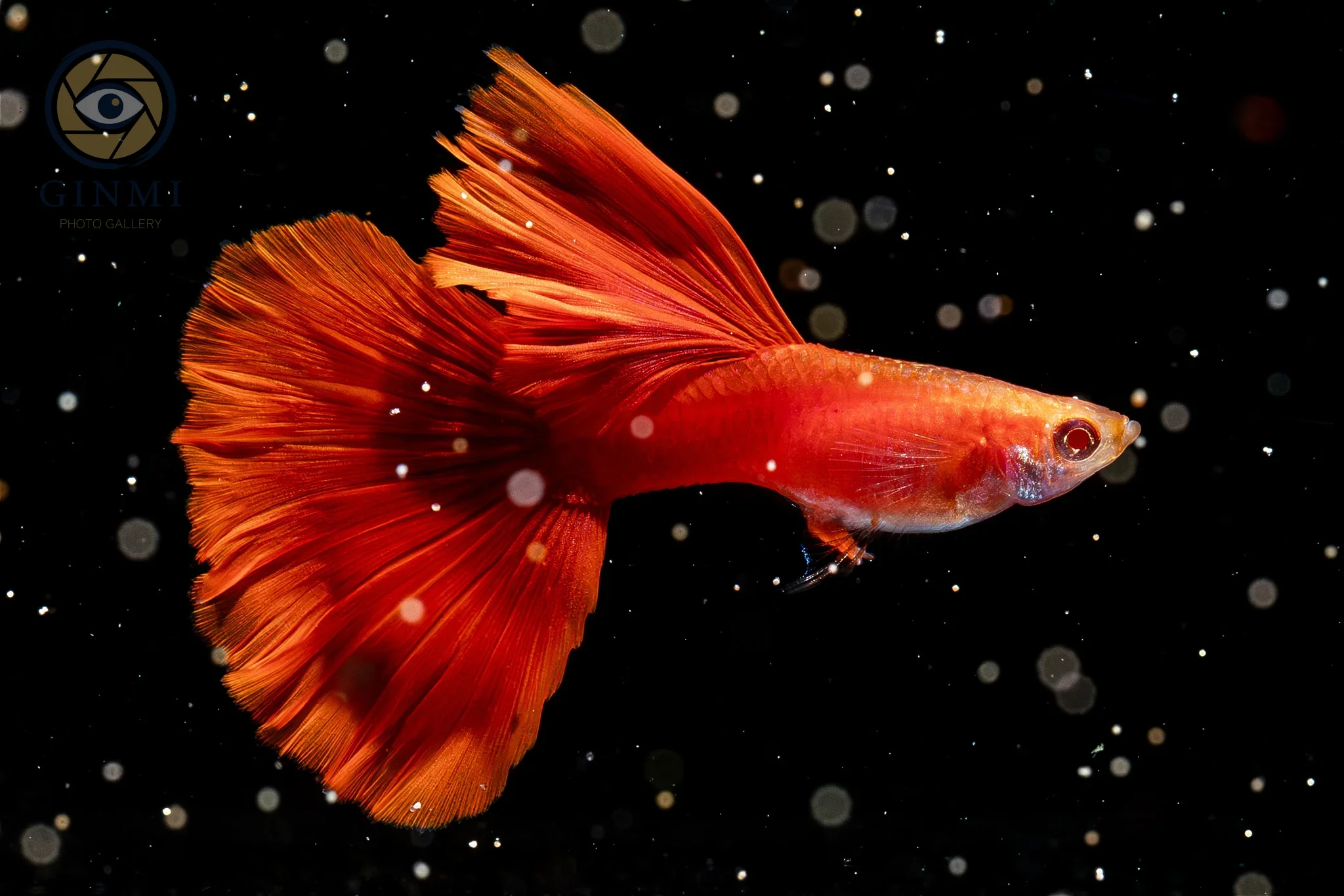 RRE.A.fullred Guppy