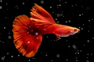 RRE.A.fullred Guppy