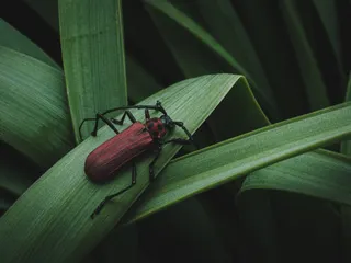 草むら