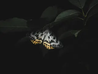 似て非なる