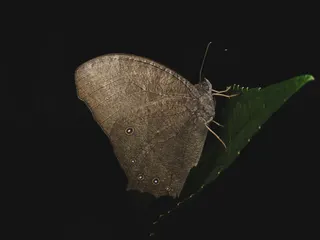 夜に映える