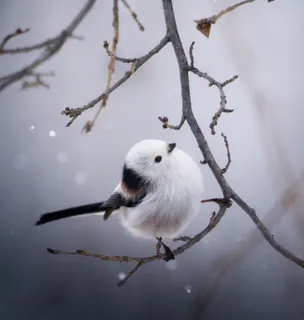 Snow Fairy