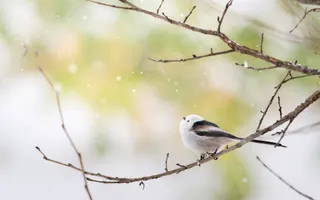 待ち望んでいた雪の季節