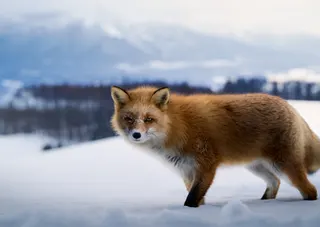 極寒の世界で生きていく