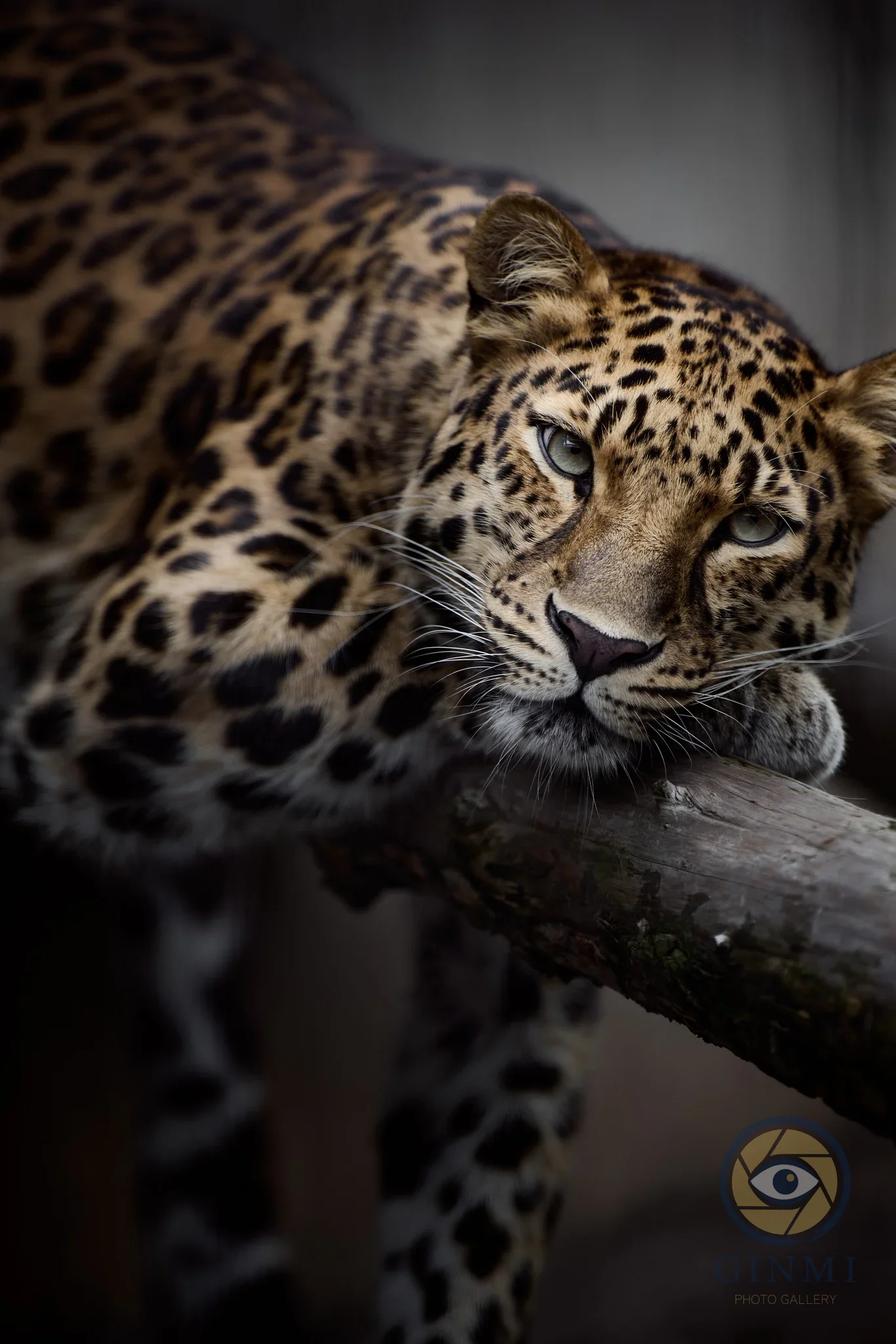 Beauty Panther