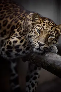 Beauty Panther