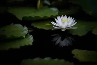 water lily