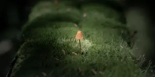 孤独