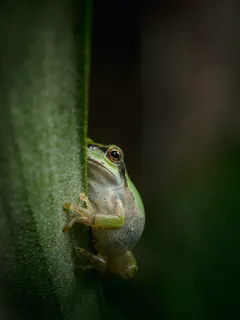 Watching