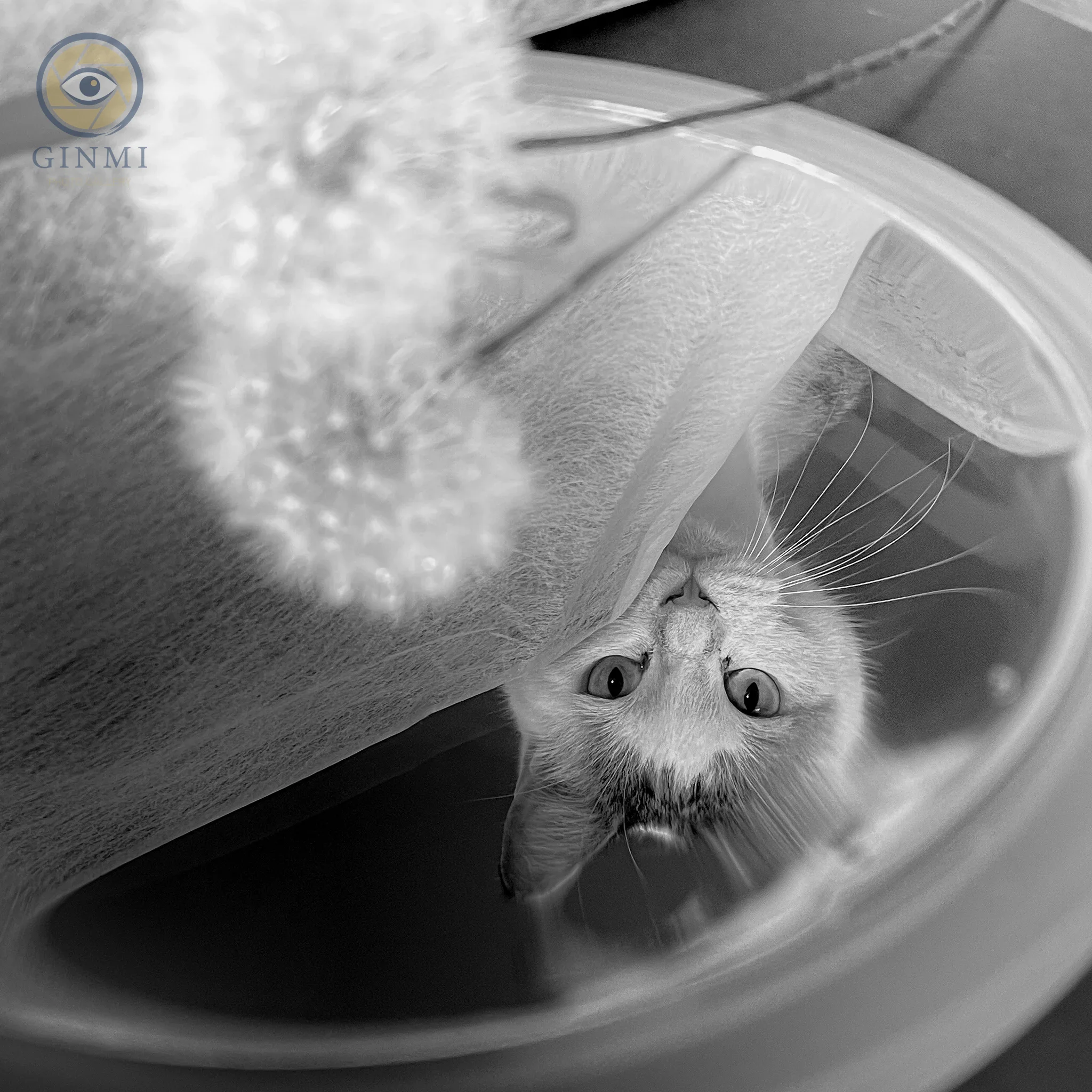 鏡の国の猫