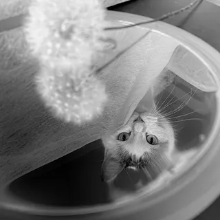 鏡の国の猫