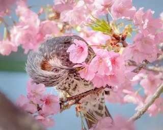 春