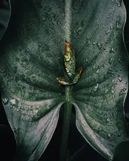 Mimicry