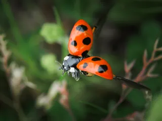 飛ぶよっ！