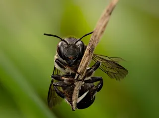 Hi