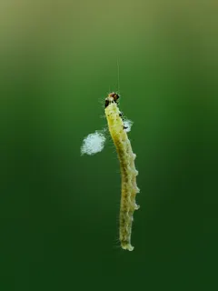 上へ