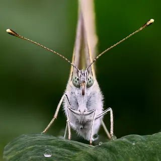 モンシロチョウの肖像