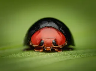 Red Face