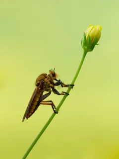 狩りのあと