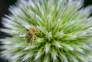 I wonder if it hurts?