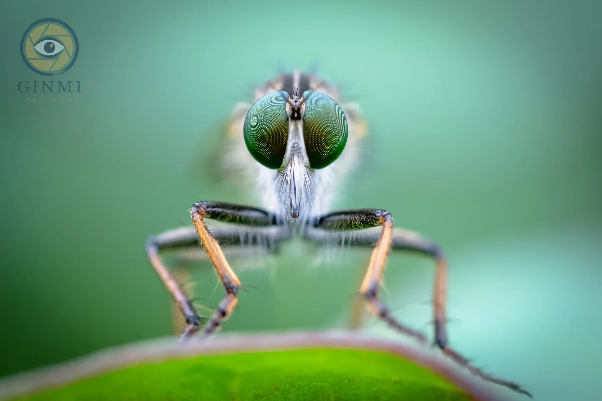 close look