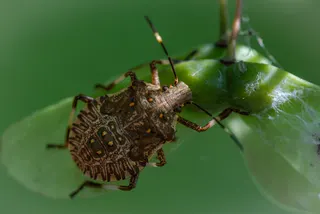 stink bug