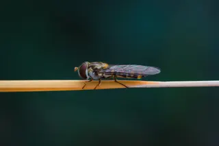 flower fly