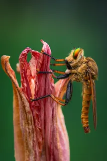 Portrait of a Robber Fly