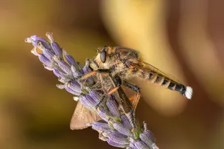 Beautiful Predator