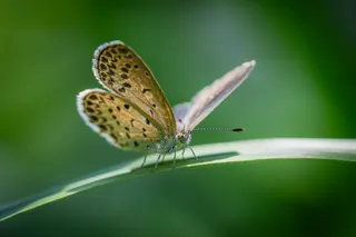 The moment of taking flight