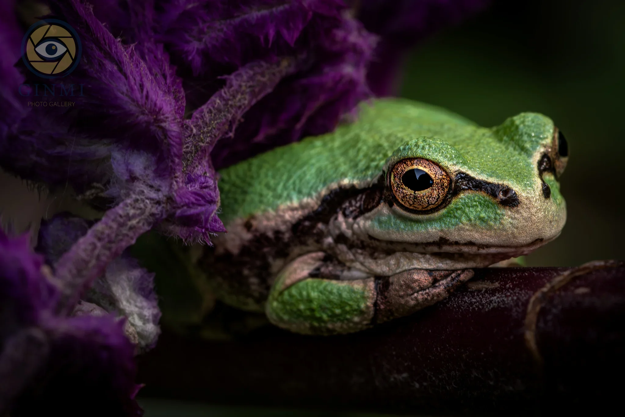 mysterious frog