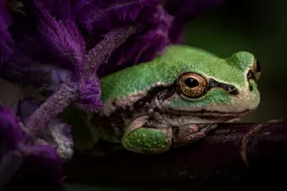 mysterious frog