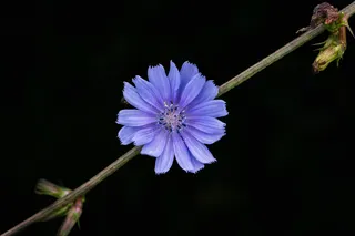 flower allow