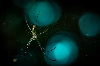 spider in cyberworld