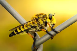 Golden robber