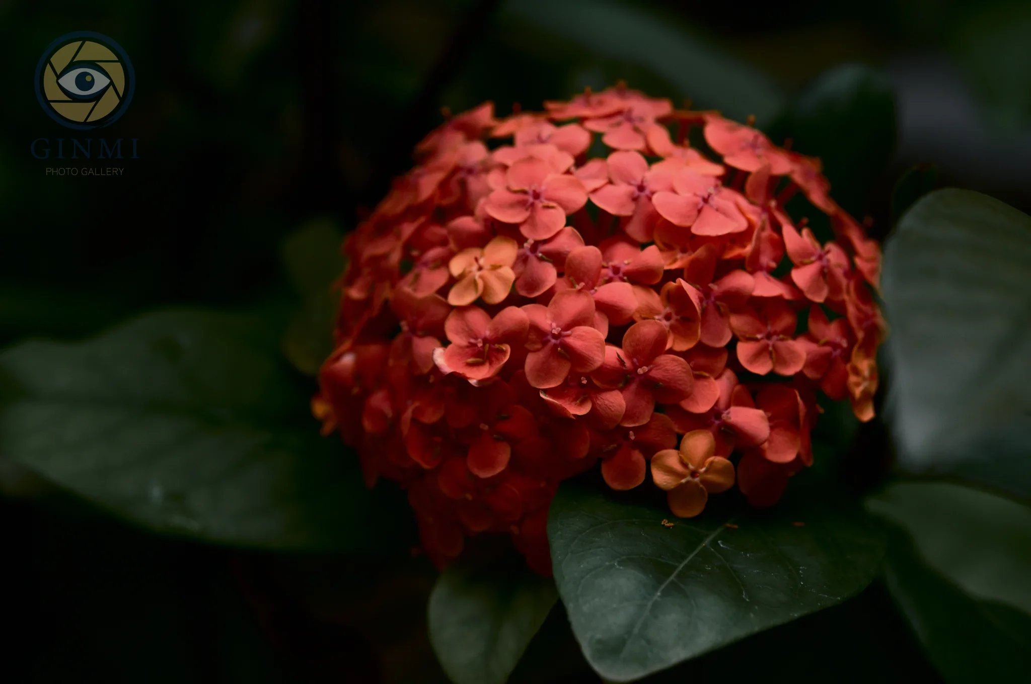 ORANGE SORBET