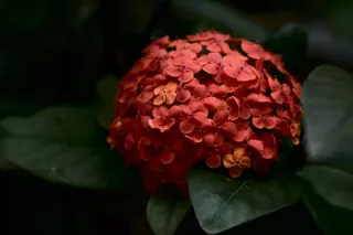 ORANGE SORBET