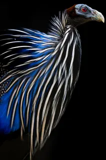 Vulturine Guineafowl