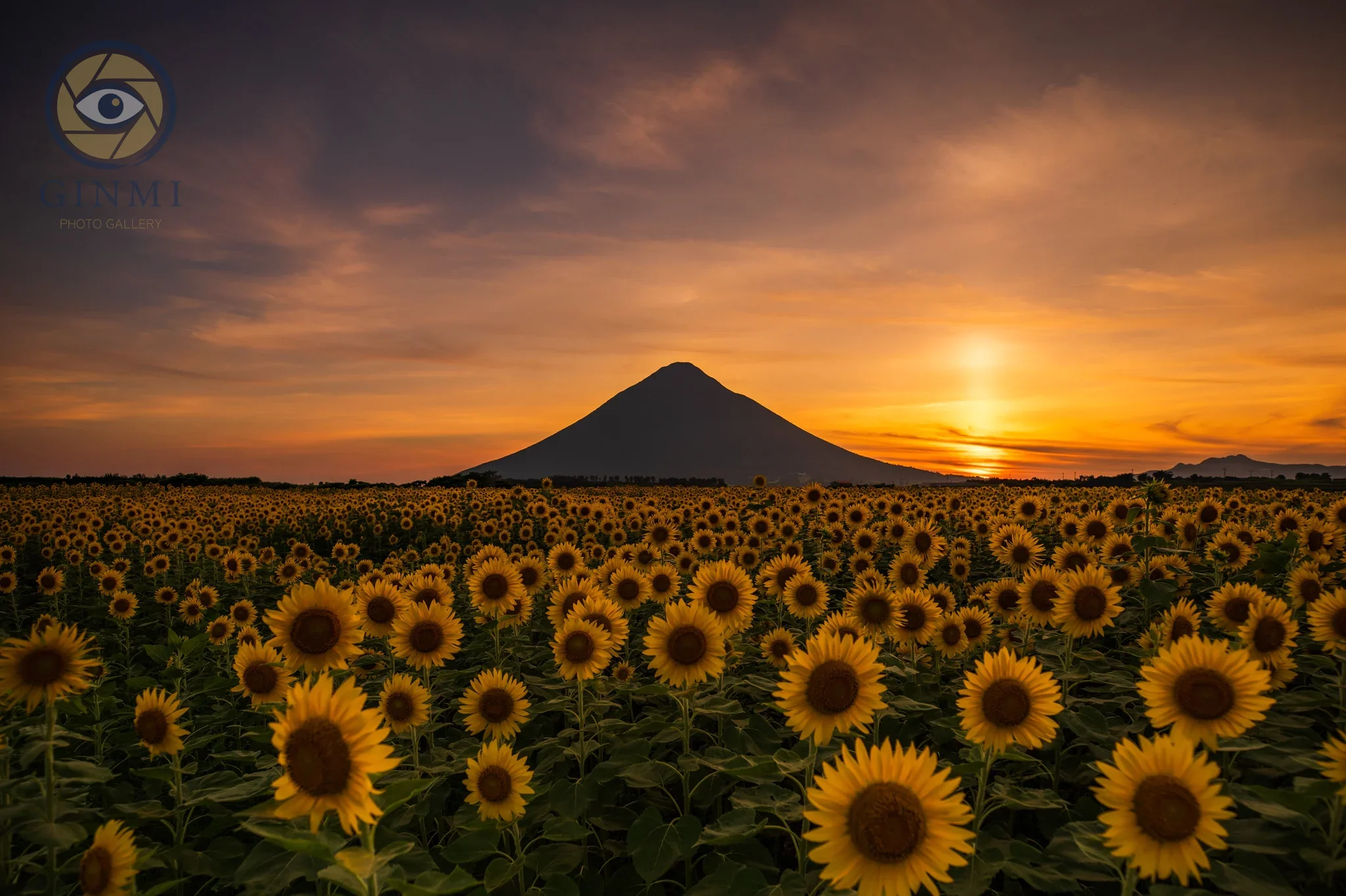 夏の眼差し