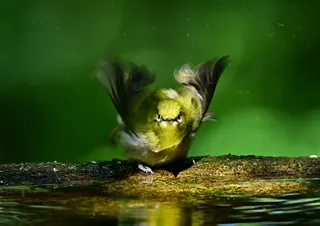 Splash
