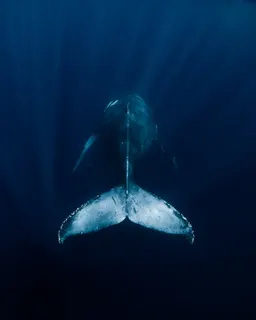 Silent Presence