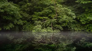 Returning to the source of life