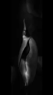 於黒