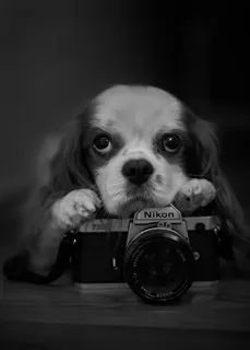 私は、1円もNikonからもらっていない