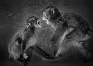 たいりつ