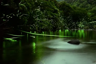 幽玄の蛍火
